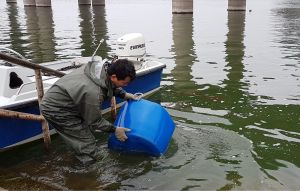 The fish fry stocked in the reservoirs are mainly Silver Carp, Big Head and Mud Carp.