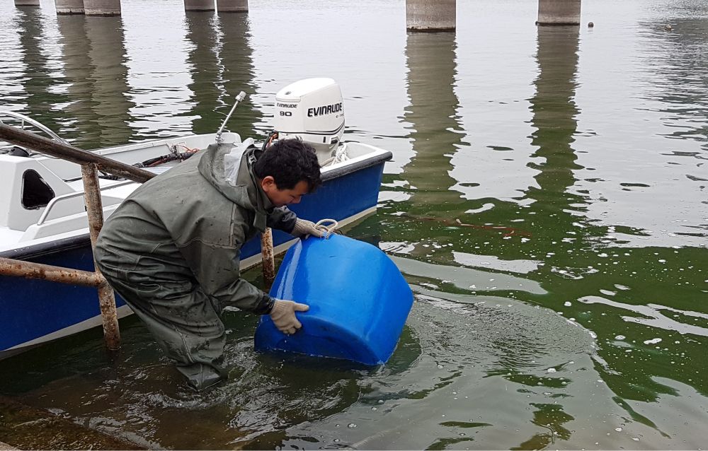 The fish fry stocked in the reservoirs are mainly Silver Carp, Big Head and Mud Carp.