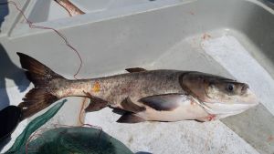 The Big Head pictured is a fish that stays in the upper and middle layers of water, feeding on both phytoplankton and zooplankton. The fish army in the reservoirs of Hong Kong is mainly made up of Big Head, Silver Carp and Mud Carp.