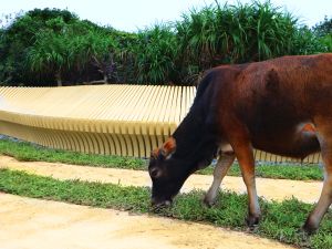 Grasses fit for wild cows’ consumption are grown at the stargazing facility without the need to carry out grass cutting work manually or mechanically; as a result, symbiosis of human, nature and architecture can be achieved.