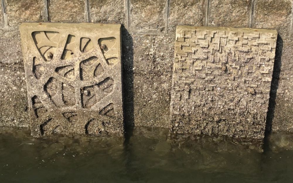 Pictured are enhanced seawall panels. Their uneven and rather rough surfaces can retain seawater and provide shade, facilitating the growth of microbial film and algae.