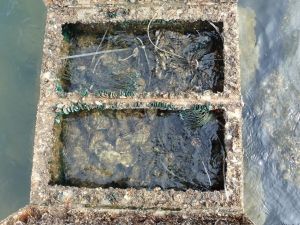 As oysters and mussels placed in the oyster baskets feed on micro-algae and organic matters in seawater, they help purify the water body.