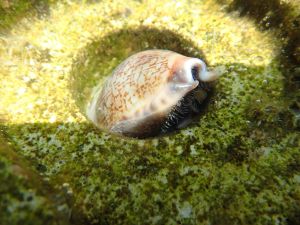 Many species, including cowries and fish, are found at the Sai Kung trial site.