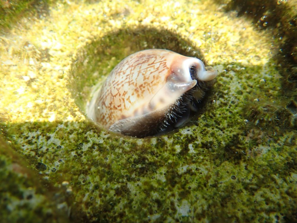 Many species, including cowries and fish, are found at the Sai Kung trial site.