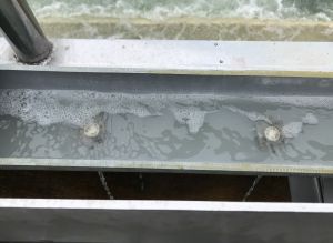 The Chief Waterworks Chemist, Mr Kelvin KWOK, says a chemical named alum can coagulate impurities in water to facilitate sedimentation. The picture shows alum is flowing into the raw water through the small holes of the pipe.