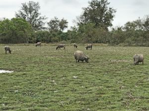 Pui O has diverse habitats of ecological significance, such as wetlands, streams and woodlands, providing resting and foraging grounds for wildlife.