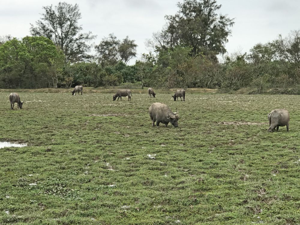 Pui O has diverse habitats of ecological significance, such as wetlands, streams and woodlands, providing resting and foraging grounds for wildlife.