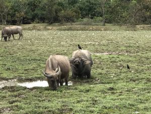 Pui O has diverse habitats of ecological significance, such as wetlands, streams and woodlands, providing resting and foraging grounds for wildlife.