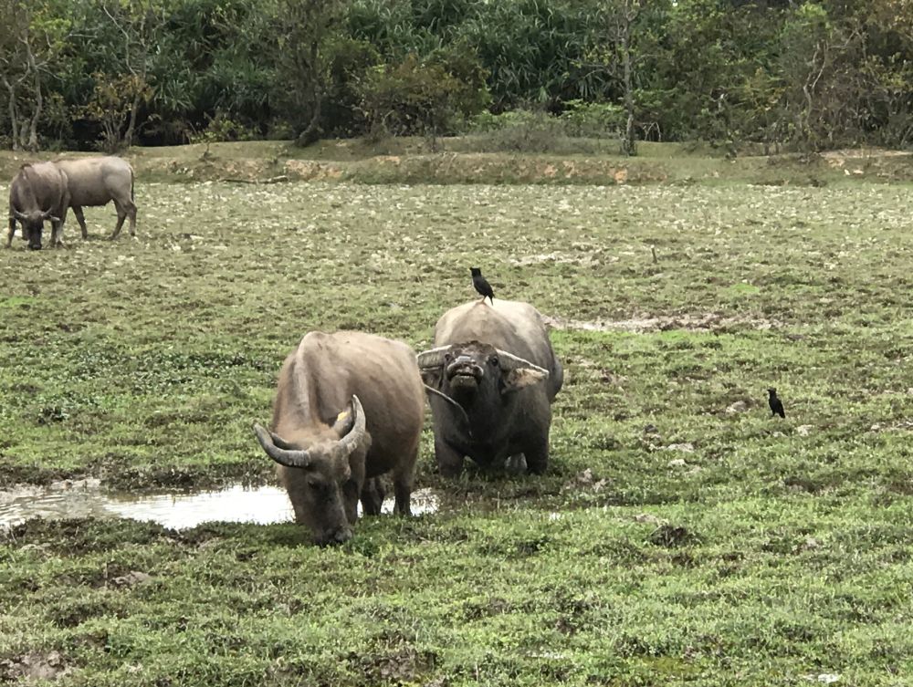 Pui O has diverse habitats of ecological significance, such as wetlands, streams and woodlands, providing resting and foraging grounds for wildlife.