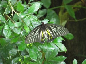 A consultant conducted ecological surveys in three priority sites in Lantau– Pui O, Shui Hau and Tai O. More than 500 species of animals and plants were recorded in Pui O, including some relatively rare species such as the golden birdwing and the three-striped grass frog.
