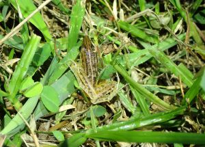 A consultant conducted ecological surveys in three priority sites in Lantau– Pui O, Shui Hau and Tai O. More than 500 species of animals and plants were recorded in Pui O, including some relatively rare species such as the golden birdwing and the three-striped grass frog.