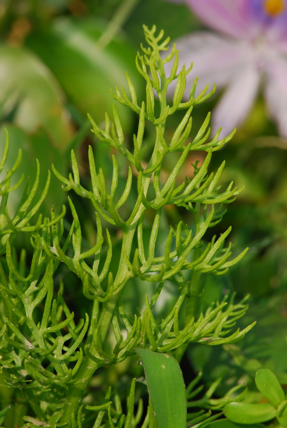 Pui O has a sizeable chunk  of representative lowland freshwater wetlands that are rarely found in Hong Kong, which nurture some rare aquatic plants such as the Water Fern shown in the picture.