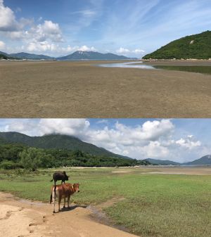 Shui Hau possesses various habitats of high ecological value, such as sandflat, wetlands and woodlands. More than 560 species of flora and fauna were recorded during the ecological survey.