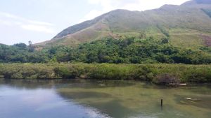 The marshes, reedbeds, mangroves (pictured), etc., in Tai O form an important ecosystem.