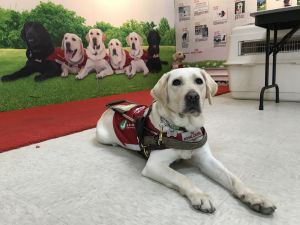 The Labrador has a calm and friendly temperament, making it an ideal guide dog.