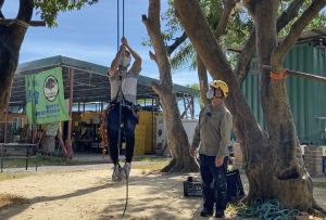 Tree climbing is a relatively high-intensity physical activity, muscles of the whole body are involved.