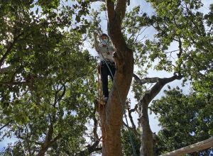 Tree climbing is a relatively high-intensity physical activity, muscles of the whole body are involved.