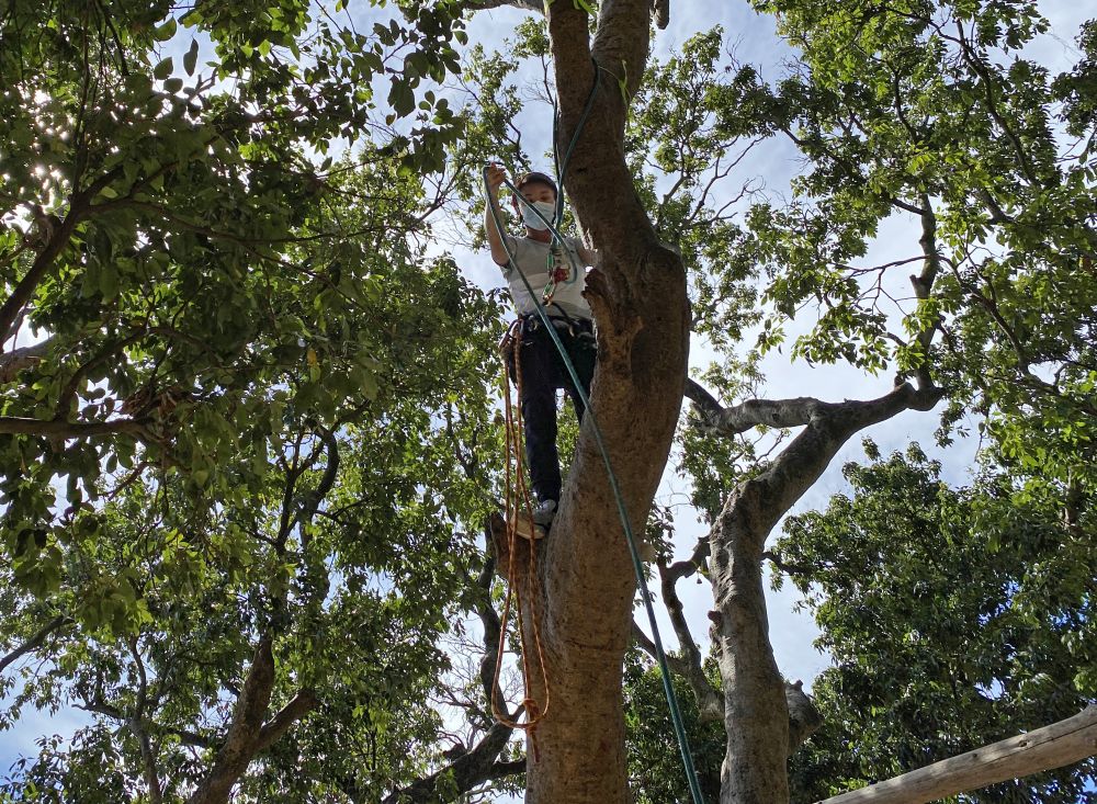 Tree climbing is a relatively highintensity physical activity, muscles of the whole body are