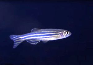 The Tai Po WTW has adopted the Biosensing Alert System developed by the WSD. The System uses zebrafish, which have a genetic composition very similar to that of humans, as its partner in water quality monitoring. 