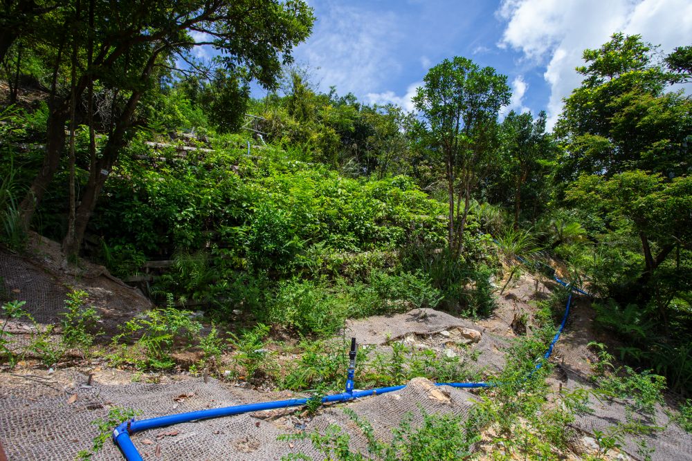 Different kinds of plants are grown on the natural terrain of Upper Keung Shan to help boost biodiversity and further enhance slope stability together with the surrounding plants. 