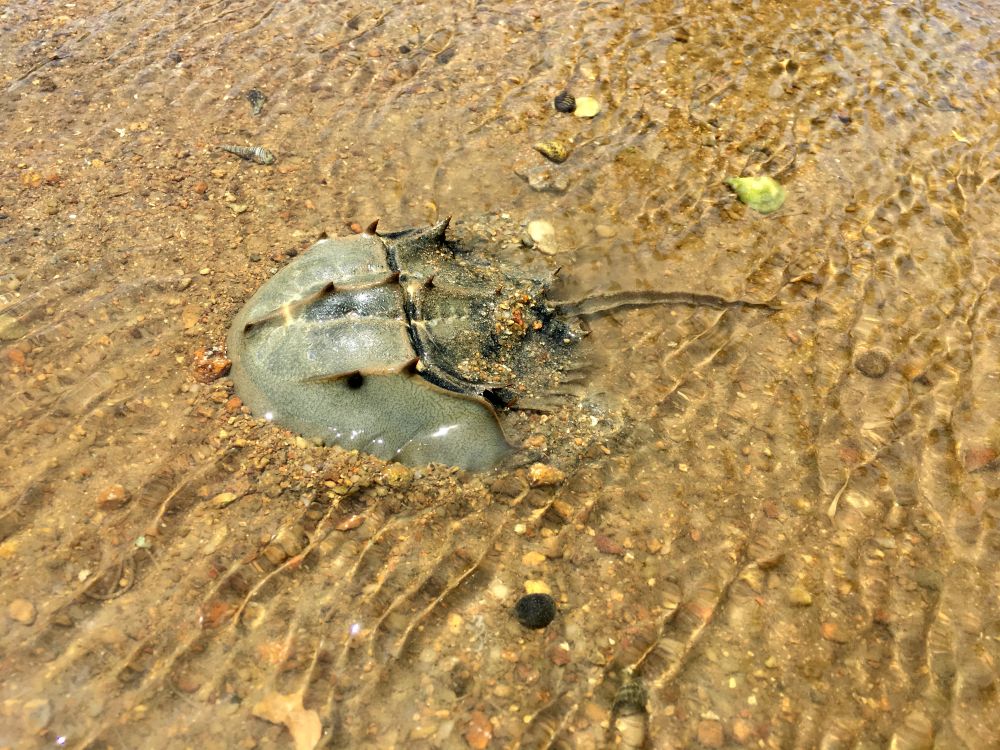 Lantau has diverse habitats of ecological significance, such as freshwater marshes, woodlands, with rich biodiversity including horseshoe crabs, Romer’s Tree Frogs and Metallic Cerulean.