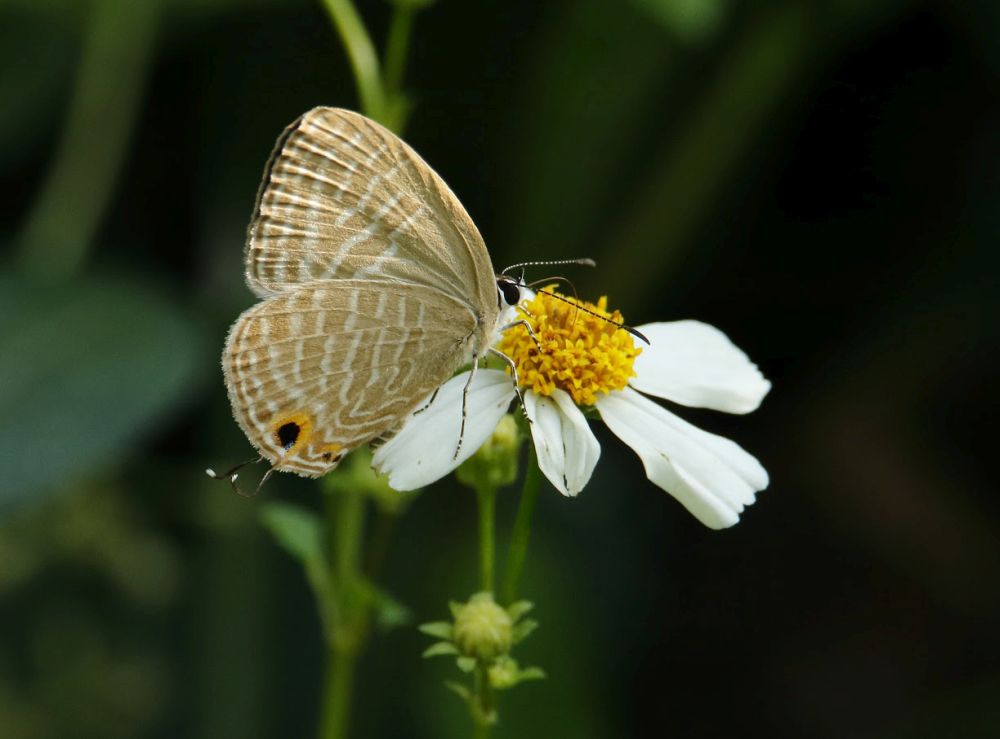 Lantau has diverse habitats of ecological significance, such as freshwater marshes, woodlands, with rich biodiversity including horseshoe crabs, Romer’s Tree Frogs and Metallic Cerulean.