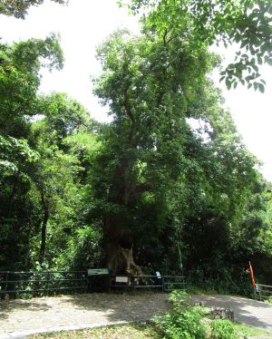 Pictured is the Autumn Maple with a history of more than 100 years grown in Lai Chi Wo of Sha Tau Kok, which is registered as an Old and Valuable Tree.
