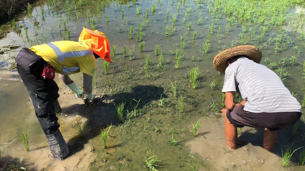 In the middle of last year, working with the Conservancy Association, the Hong Kong Bird Watching Society and farmers in Long Valley, the CEDD successfully planted about 10 patches of paddy fields before the bird migration season in October for serving as a rest stop for birds in Long Valley during their migration journey.