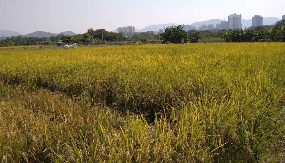 In the middle of last year, working with the Conservancy Association, the Hong Kong Bird Watching Society and farmers in Long Valley, the CEDD successfully planted about 10 patches of paddy fields before the bird migration season in October for serving as a rest stop for birds in Long Valley during their migration journey.