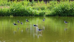 Five water flea ponds in Long Valley are restored by the CEDD to provide ample food for the birds; as a result, many birds particularly water birds were attracted to forage in the ponds. 