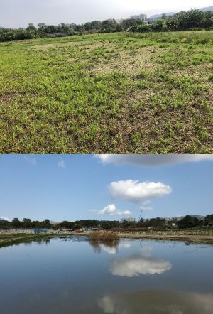 土拓署把部分旱田（上圖）和荒廢的農地修復成濕地生境（下圖），讓整個塱原增加約8公頃的濕地。