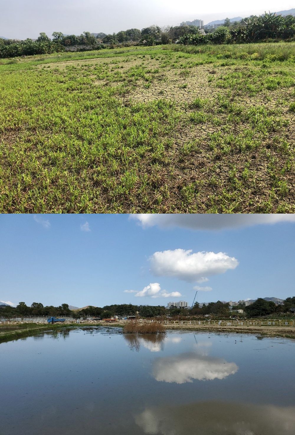 The wetland area of the whole Long Valley will increase by about eight hectares as the CEDD will restore some dry and abandoned agricultural land (the upper picture) to wetland habitats (the lower picture).