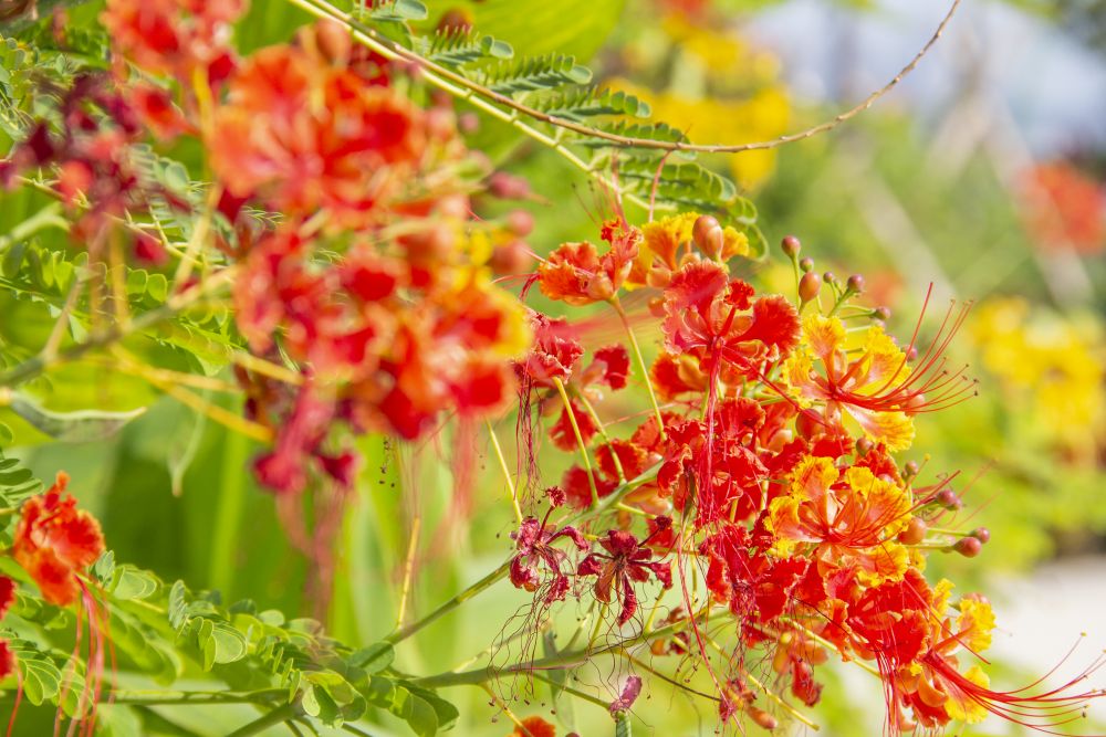 There are more than 80 species of plants in the garden. The central walkway is divided into four zones themed around spring, summer, autumn and winter respectively to show different colours of the four seasons.