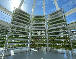 The hydroponic farm in the green house. It harvests a tonne of vegetables a month.