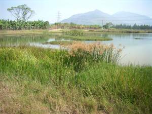 Pictured is the reed bed.