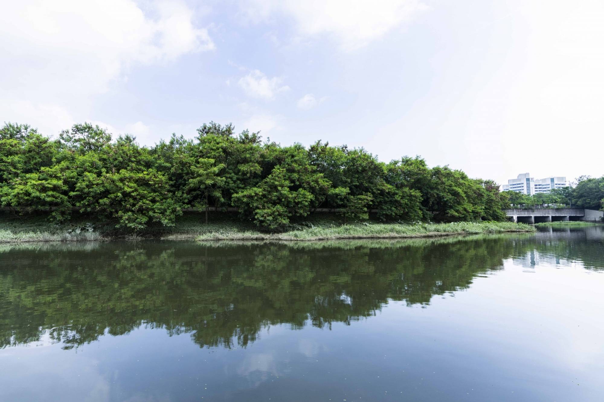 The shallow pond of Yuen Long Bypass Floodway.