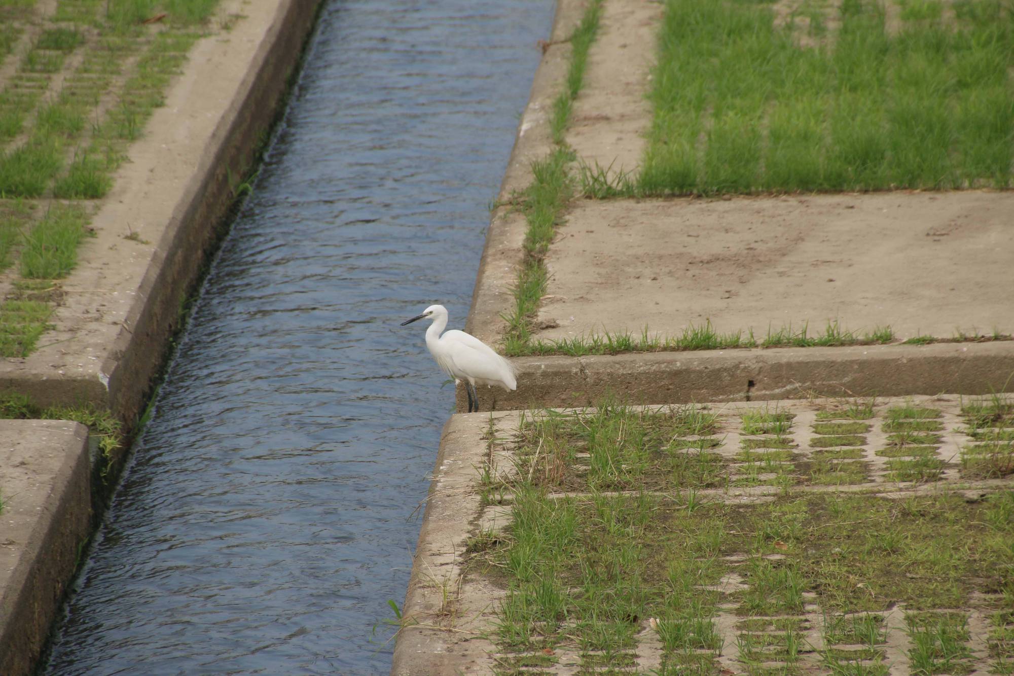 Spaces for plant growth have been created at the bottom and slope of Yuen Long Bypass Floodway. Pictured is the “grasscrete” method through which plant growth is artificially encouraged.