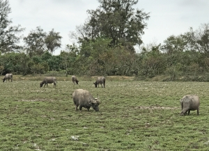 The Lantau Countryside Ecological and Cultural Education Programme mainly consists of two parts, namely audio guides and the training of Lantau Ecological Education Ambassadors. Audio guides are available for four themed routes, covering a number of areas in Lantau with higher ecological and cultural values, such as Pui O and Shui Hau. Pictured above is Pui O.