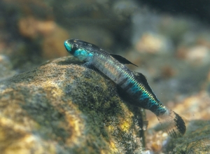 Pictured is a gold neon dwarf goby (Stiphodon percnopterygionus). (Photo courtesy of a project member)