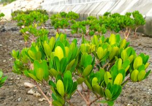 The SLO will create different types of Eco-shorelines in the Tung Chung East Extension area, including Mangrove Eco-shoreline, Rocky Eco-shoreline and Vertical Eco-shoreline, based on factors such as geographical environment and tidal flow. Pictured are the mangroves in the trial Eco-shoreline in Tung Chung.