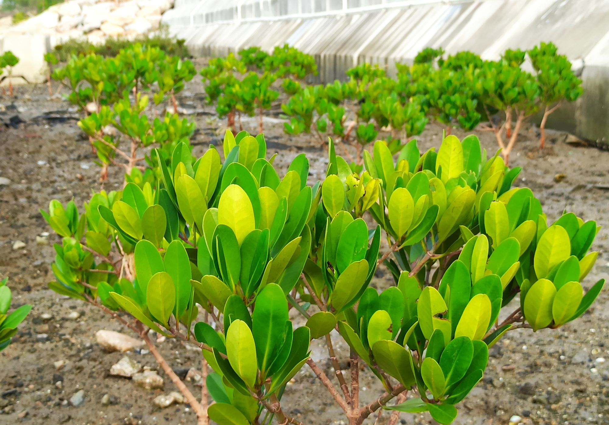 The SLO will create different types of Eco-shorelines in the Tung Chung East Extension area, including Mangrove Eco-shoreline, Rocky Eco-shoreline and Vertical Eco-shoreline, based on factors such as geographical environment and tidal flow. Pictured are the mangroves in the trial Eco-shoreline in Tung Chung.