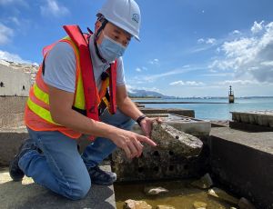 Mr WO King-tai, says that quite a number of “new residents”, such as mudskippers, fiddler crabs (Uca acuta) and gastropods (Lunella coronata granulata), have been found in the trial Eco-shore line in Tung Chung.