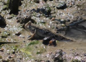 Mudskipper 