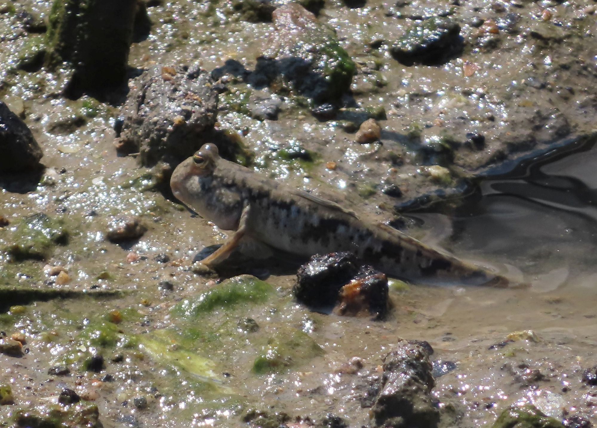 Mudskipper 