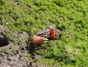 Fiddler crab (Uca acuta)
