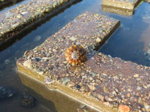 Gastropod (Lunella coronata granulata)