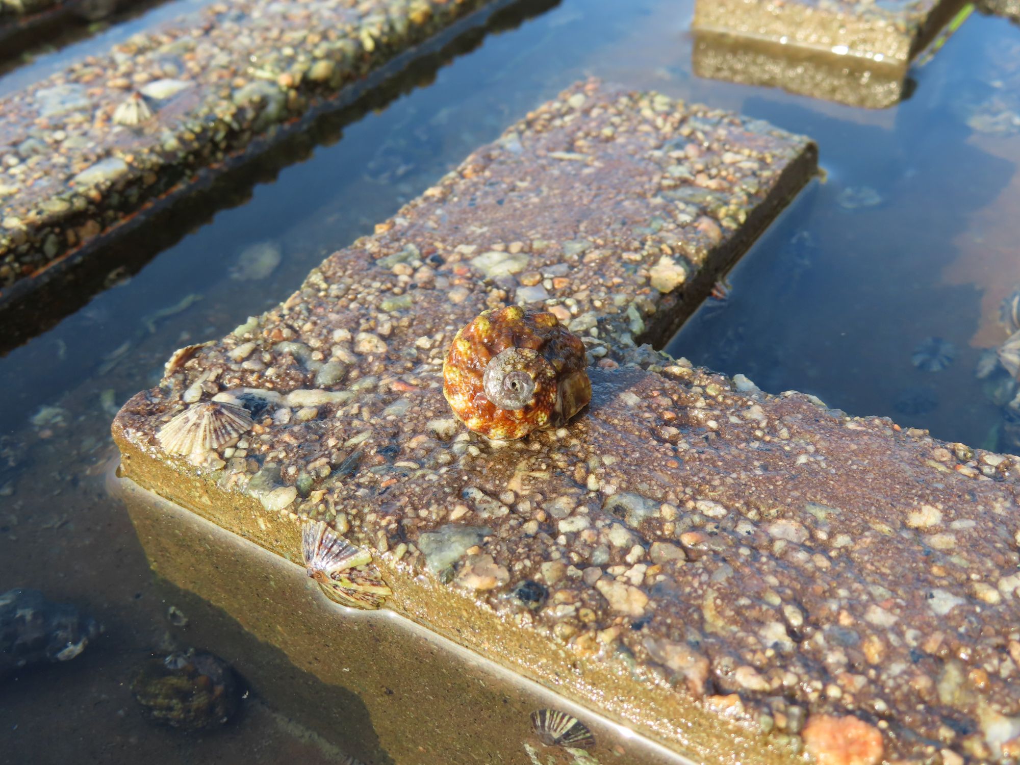 Gastropod (Lunella coronata granulata)