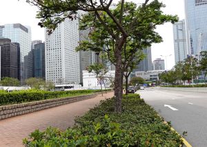 All new road projects are required to provide planting zones of about two metres minimum in width and free of underground utilities.