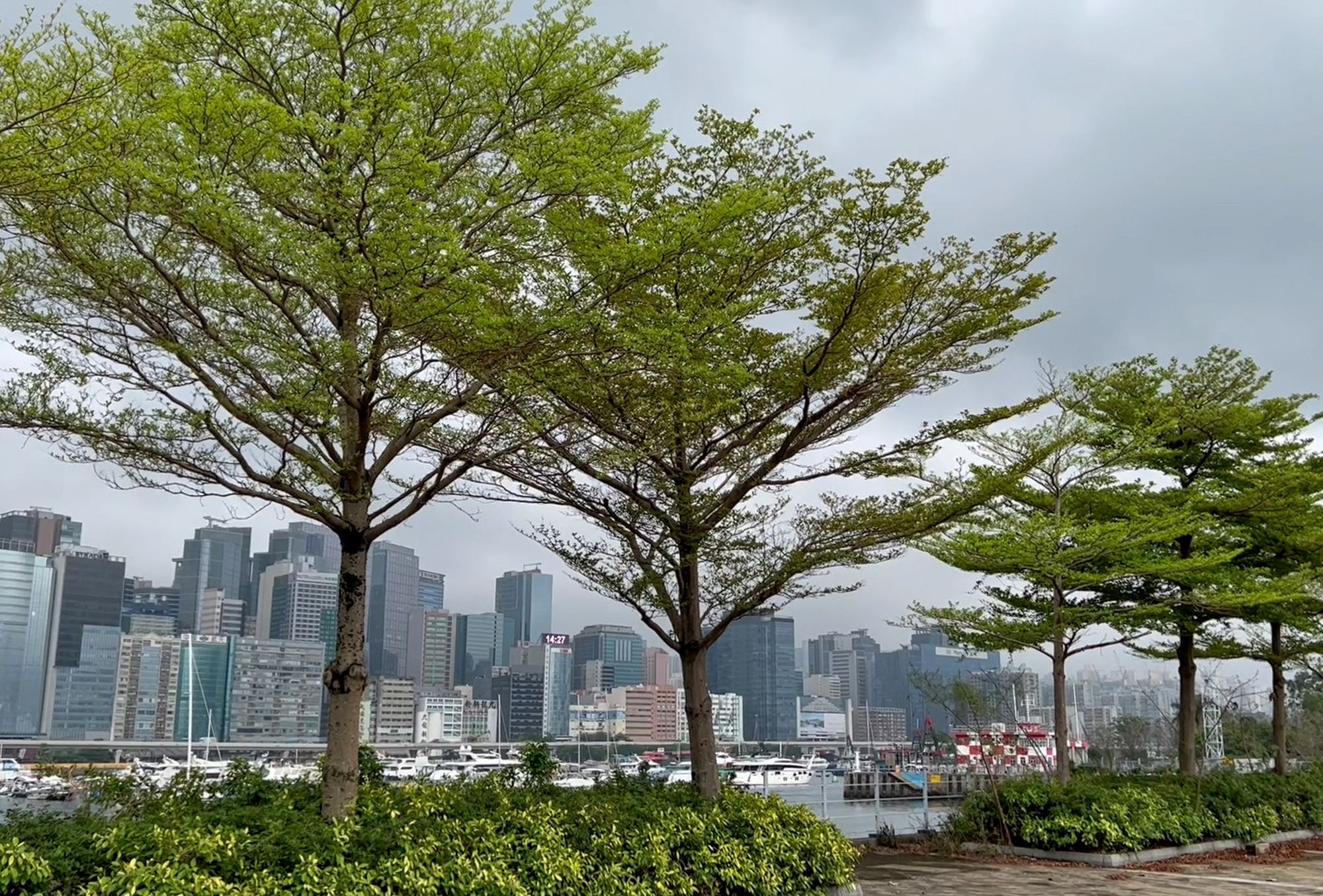 According to the principle of “Right Plant, Right Place” in the planning for planting, the departments will select trees that suit the environment.  For instance, plants that are wind and salt-tolerant should be selected for coastal areas, such as Terminalia mantaly (Terminalia) shown in the picture.