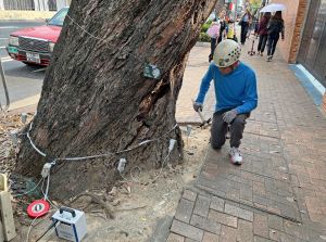 Tree inspection personnel is using a sonic tomograph to check the internal conditions of trees.